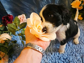 Bluebell Summer Puppy Update 🌿🐾