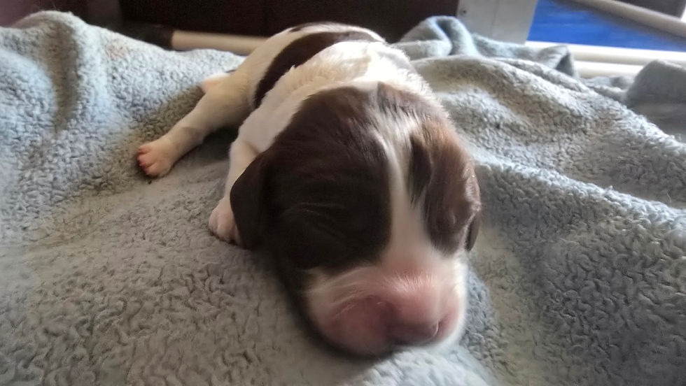 Thumbnail: Pup 1 LW Dog Torben - Baloo