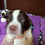 Thumbnail: Bluebell Springer Spaniel Puppy for sale