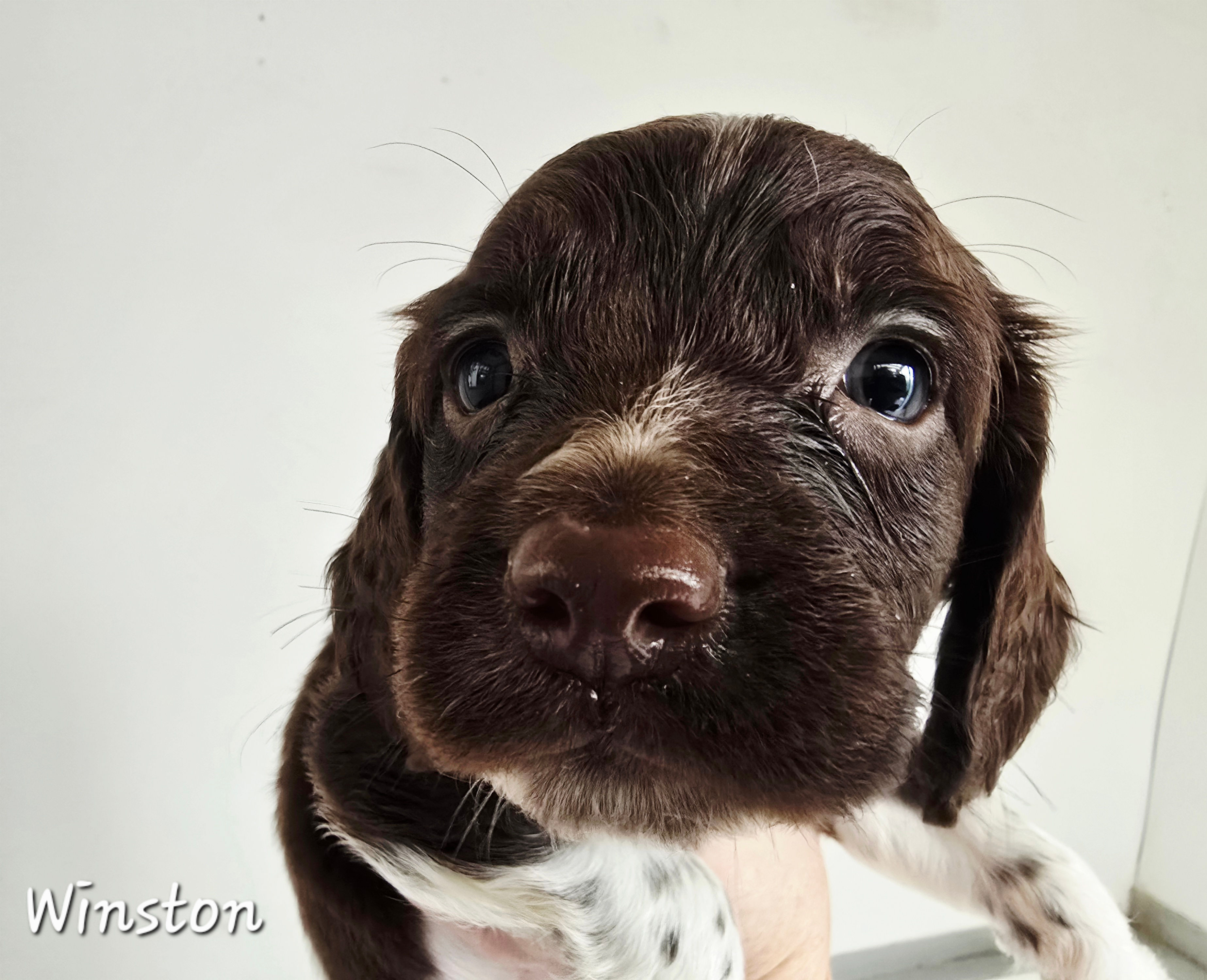 Destrier Winston - 'Winston '