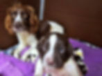 Thumbnail: Bluebell Springer Spaniel Puppy for sale