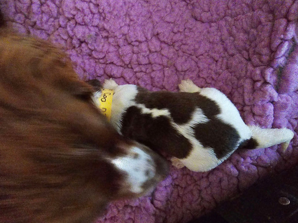 Thumbnail: Bluebell Springer Spaniel Puppy for sale