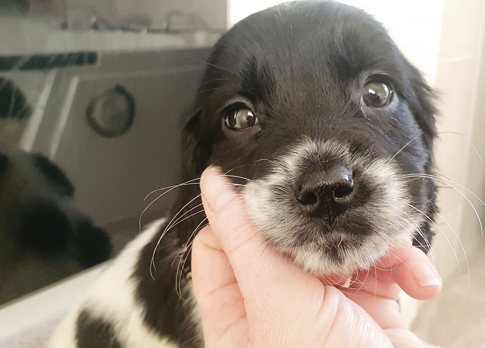 Thumbnail: Athena - Pup 7 BW Girl