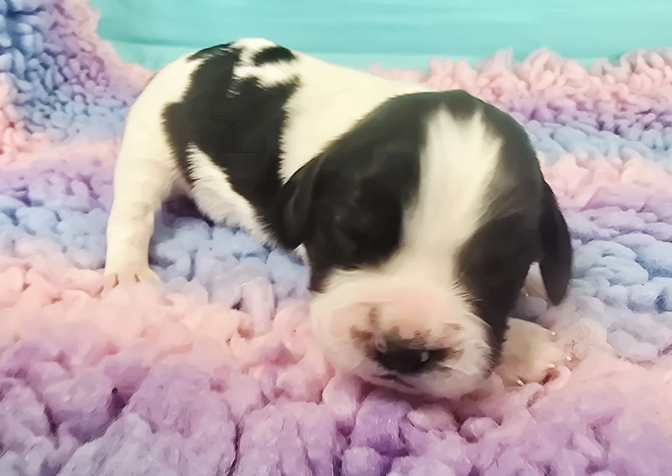 Thumbnail: Puppy 8 BW Bitch - Storm Izzy