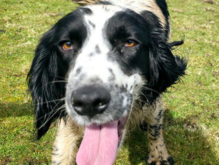 💙 A Bittersweet Season – Skye’s Retirement Day