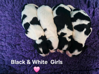 Primrose Litter! 😍