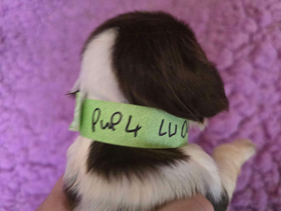 Thumbnail: Bluebell Springer Spaniel Puppy for sale