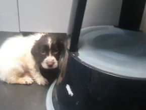 Buster, Trixie and Loki have a bath before the Vets