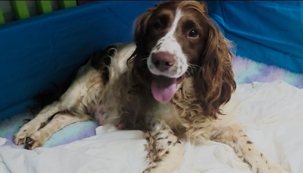 Pippa's Pups have arrived!! š„°