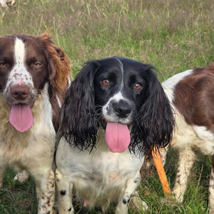 Bluebell Springers in the fields
