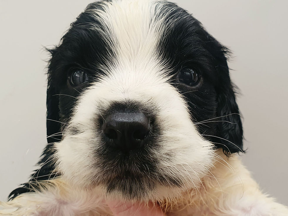 Thumbnail: Bluebell Springer Spaniels