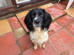 Harlie & Harry Expecting 🐾