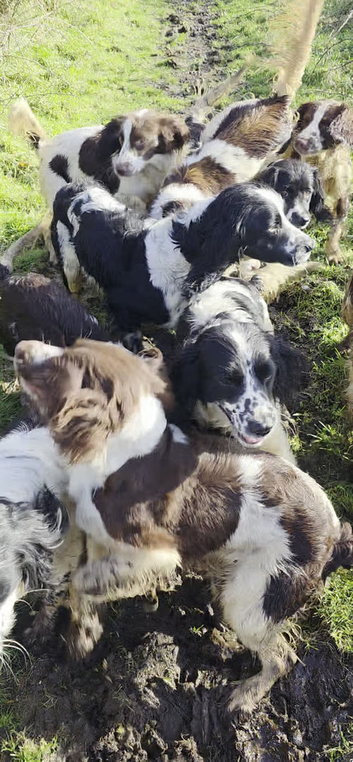 Thumbnail: Plans for Pups and Rehomers 2026
