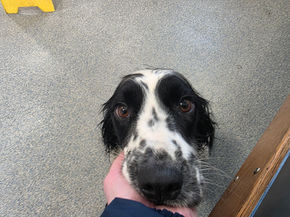 A heartfelt update on Skye