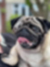 Pug4.jpg