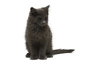Grey Kitten
