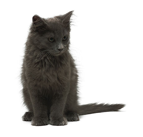 Grey Kitten