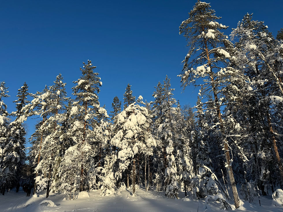 Vintervandring til Mariholtet