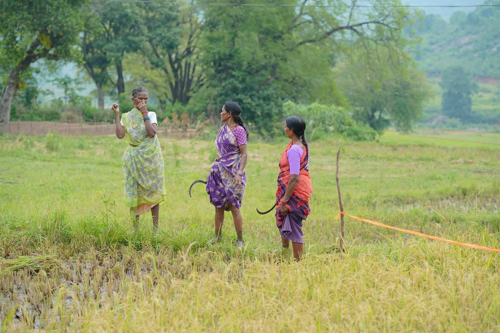 Women at work in a farm