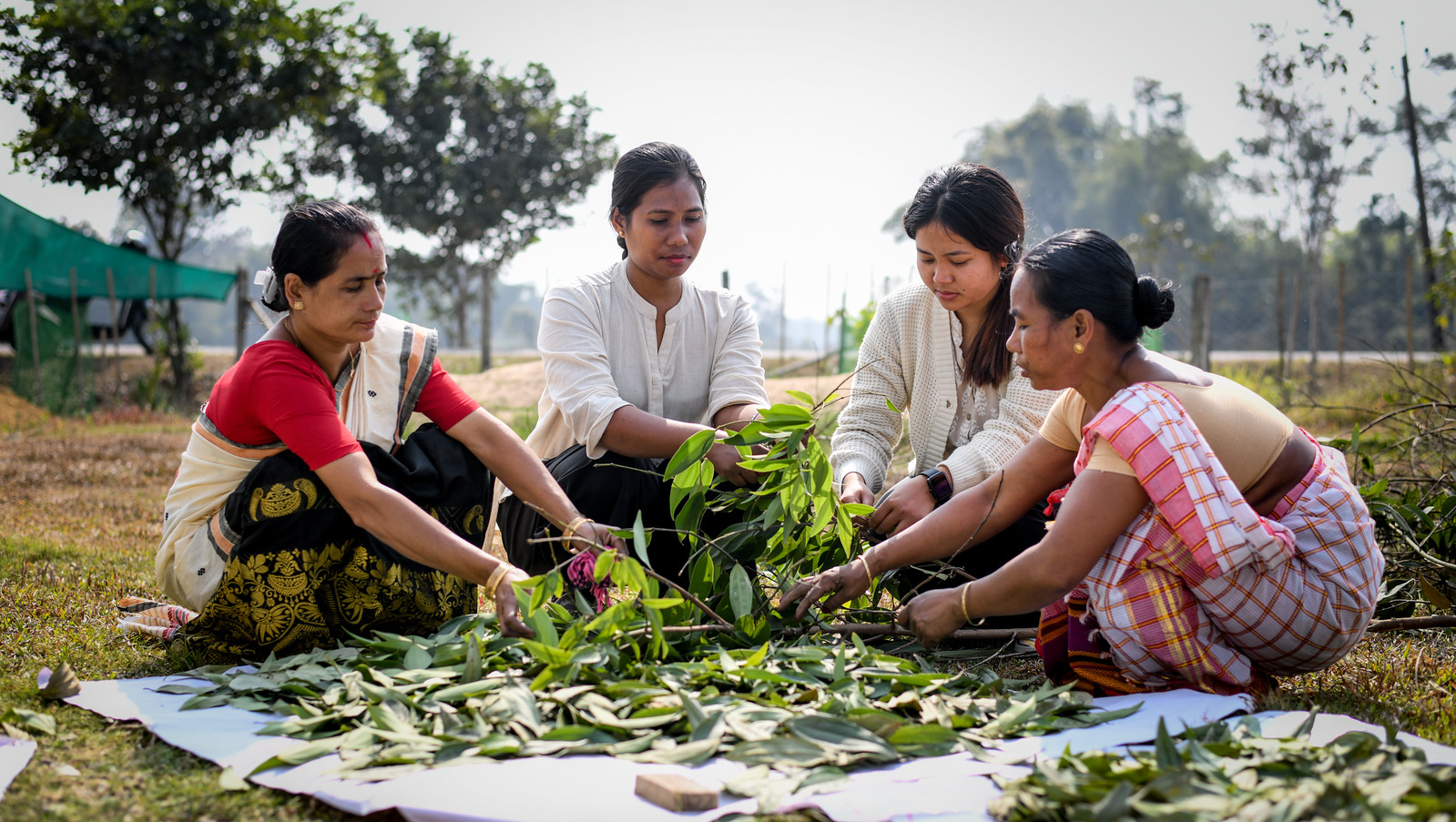 Women sorting leaves