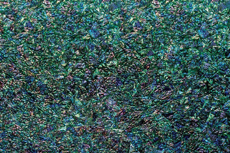 Green Abalone — full slab