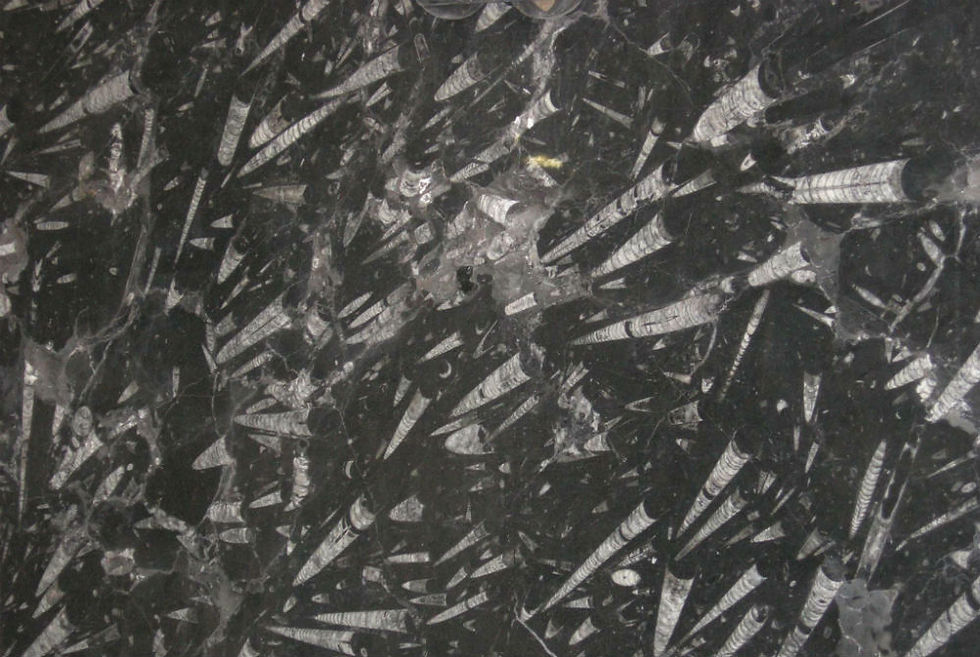 Thumbnail: Fossil
