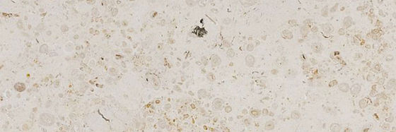 Pearl Beige — full slab