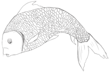 fish1-grey.png