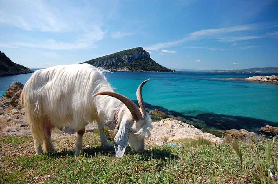 Miniatura: Tour e mare in Sardegna del Sud