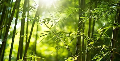 asian-bamboo-forest-with-morning-sunlight-generative-ai-photo.jpg