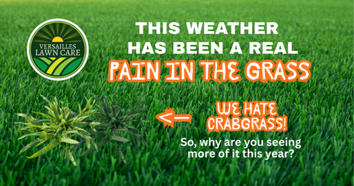 The weather has been a real pain in the grass