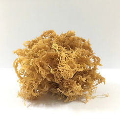 seaweed.jpg