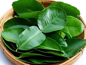 KAFFIR LIME LEAVES AKA DAUN LIMAU PURUT.jpg
