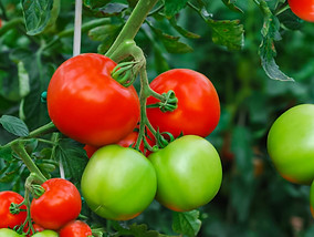 TOMATOES.jpg