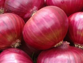 ONION.jpg