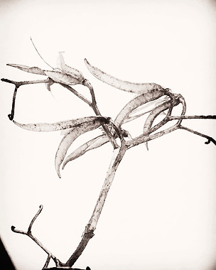 Black-and-white close-up of a bare plant stem with dried seed pods against a pale background