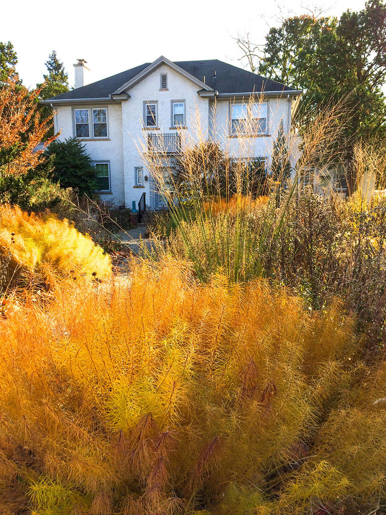 Fall naturalistic front garden with golden perennials, ornamental grasses, seed heads, and layered planting prepared for winter habitat.