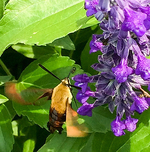 Hummingbird moth hovering at purple salvia flowers.