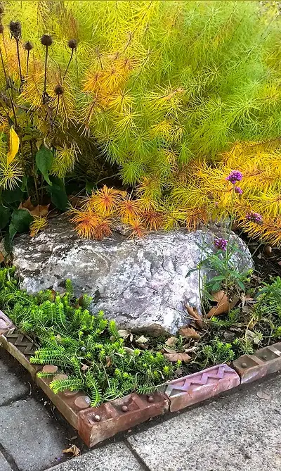 Reclaimed architectural brick edging with sedum-like groundcover, large stone, and golden fall color of Amsonia hubrichtii.