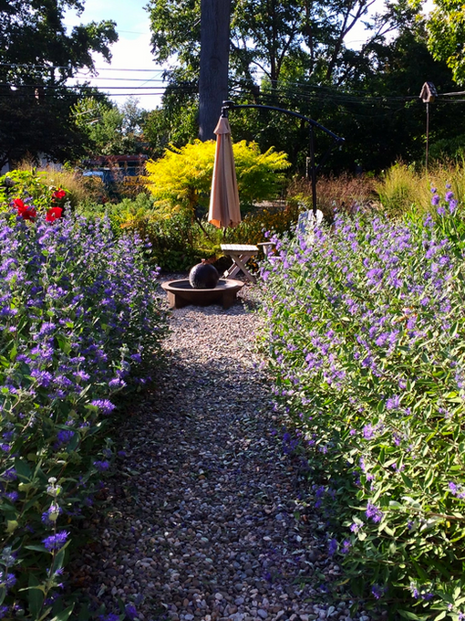 Front yard habitat garden with gravel path, blue-flowering Caryopteris, red hibiscus, layered planting, central fountain, and seating area with umbrella.