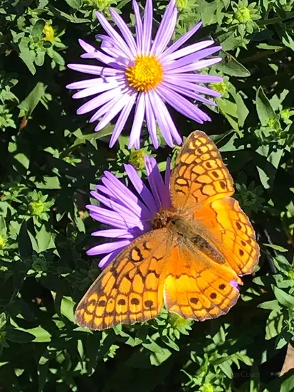 Orange butterfly feeding on purple asters in a pollinator-friendly front yard garden with layered seasonal planting.
