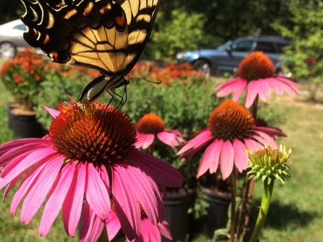Yellow-tail swallowtail butterfly feeding on a purple coneflower 'Magnus' - Echinacea purpurea 'Magnus'