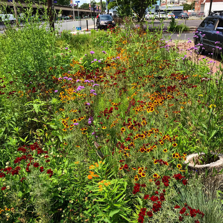 Urban meadow-style planting filled with red, orange, and purple flowers beside a city street.