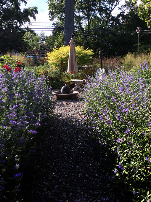 Gravel path through an allée of Caryopteris leading to a small fire bowl seating area.