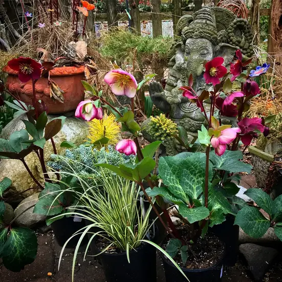 Blooming hellebores with variegated foliage, container planting, stones, and a garden statue in a layered habitat garden.