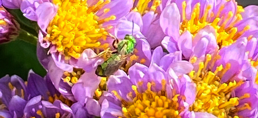 Native Sweat Bee feeding on purple aster flowers. 