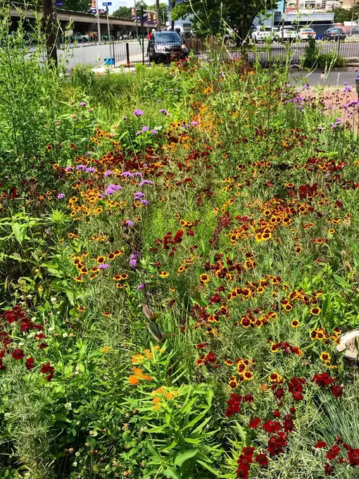Colorful urban rain garden with orange coreopsis, purple verbena, butterfly weed, and layered moisture-adapted plants beside a city street and parking area.