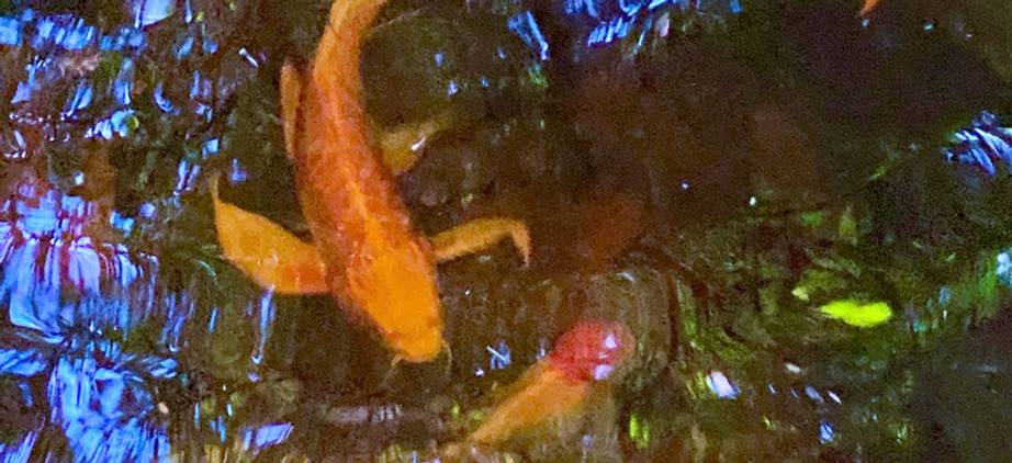 Orange koi in reflective garden pond water.