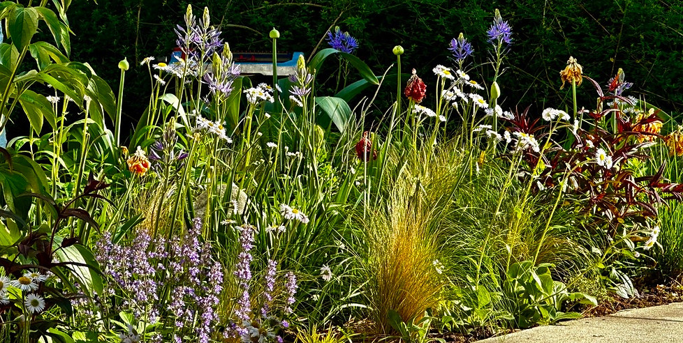 Layered planting bed with perennials and grasses beside a paved walk. 