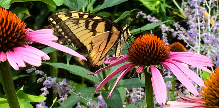 Swallowtail butterfly on pink coneflowers.
